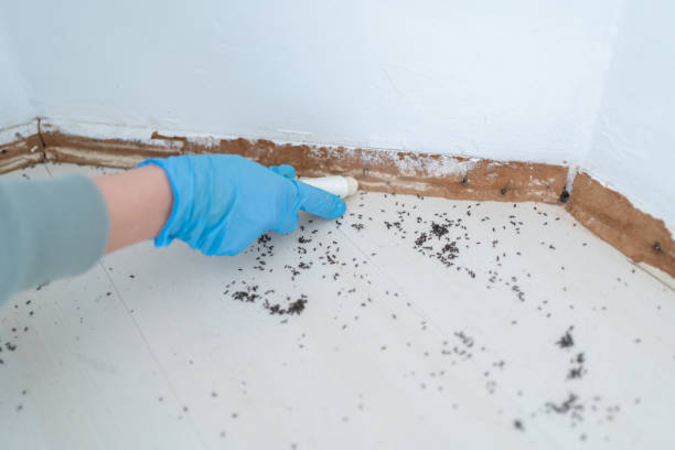 Best Local Pest Control Services  in Hopwood, PA